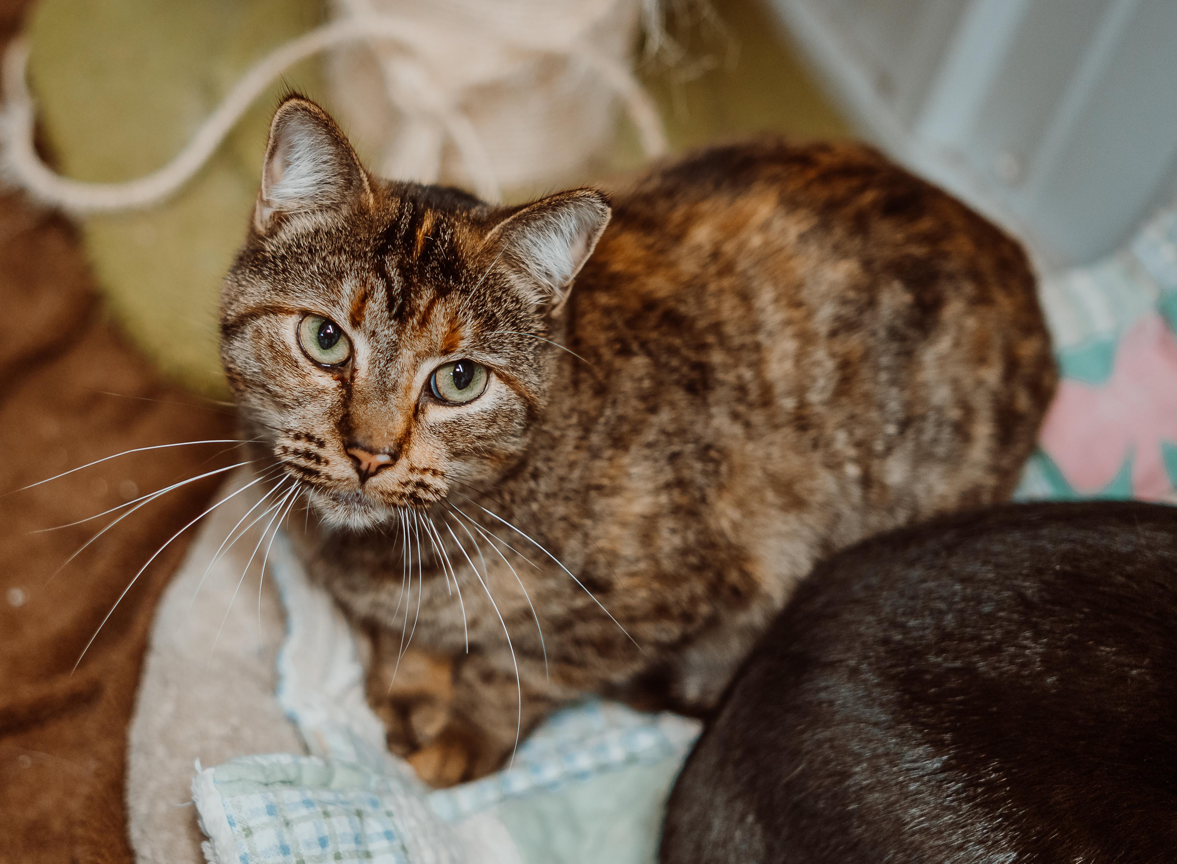 Gladys Ann, Adoptable, Adult Female Tabby.