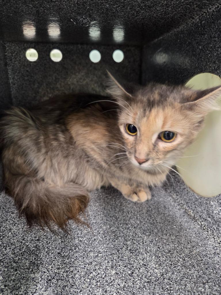 Willow, Adoptable, Young Female Domestic Long Hair.