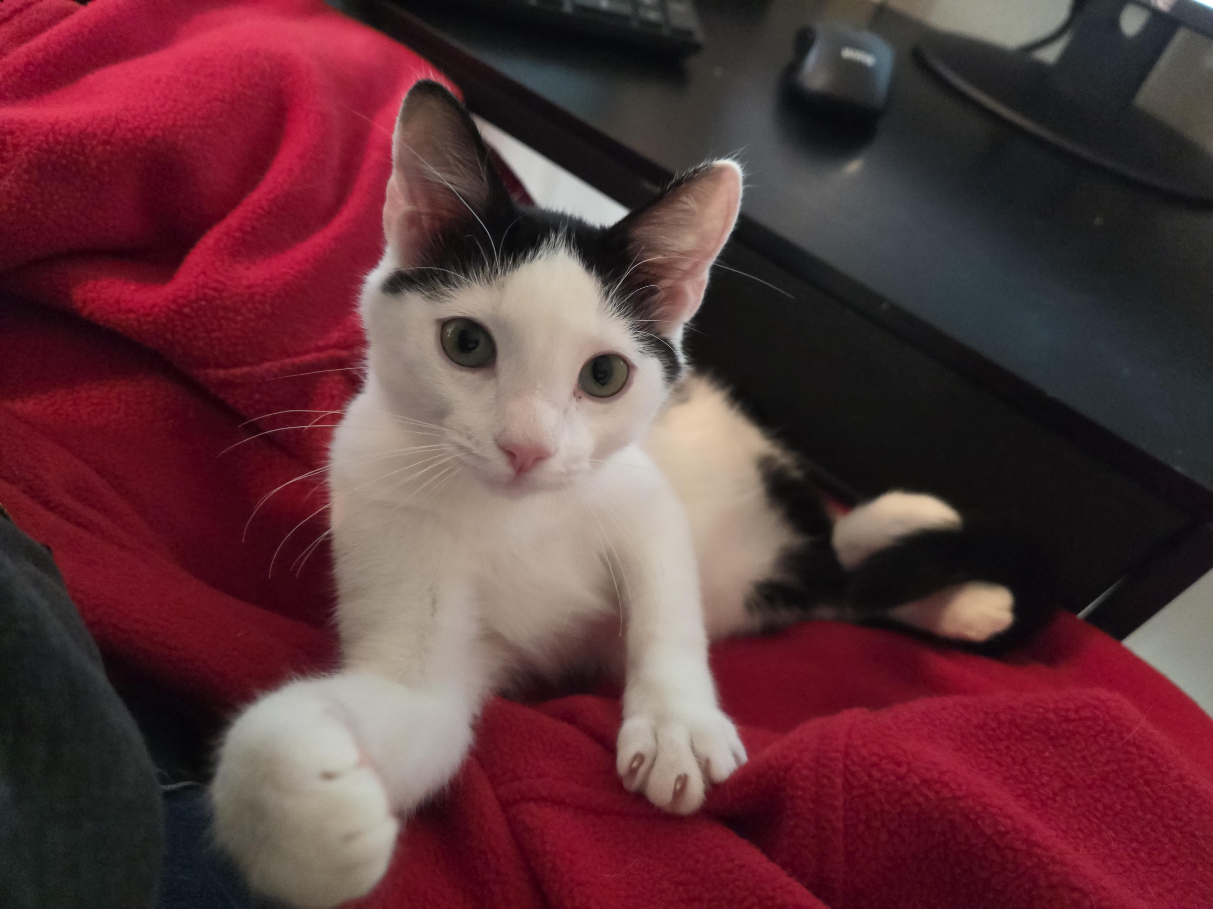 Enlarge Oreo, a Adoptable Domestic Short Hair in Springtown, TX image 1/3