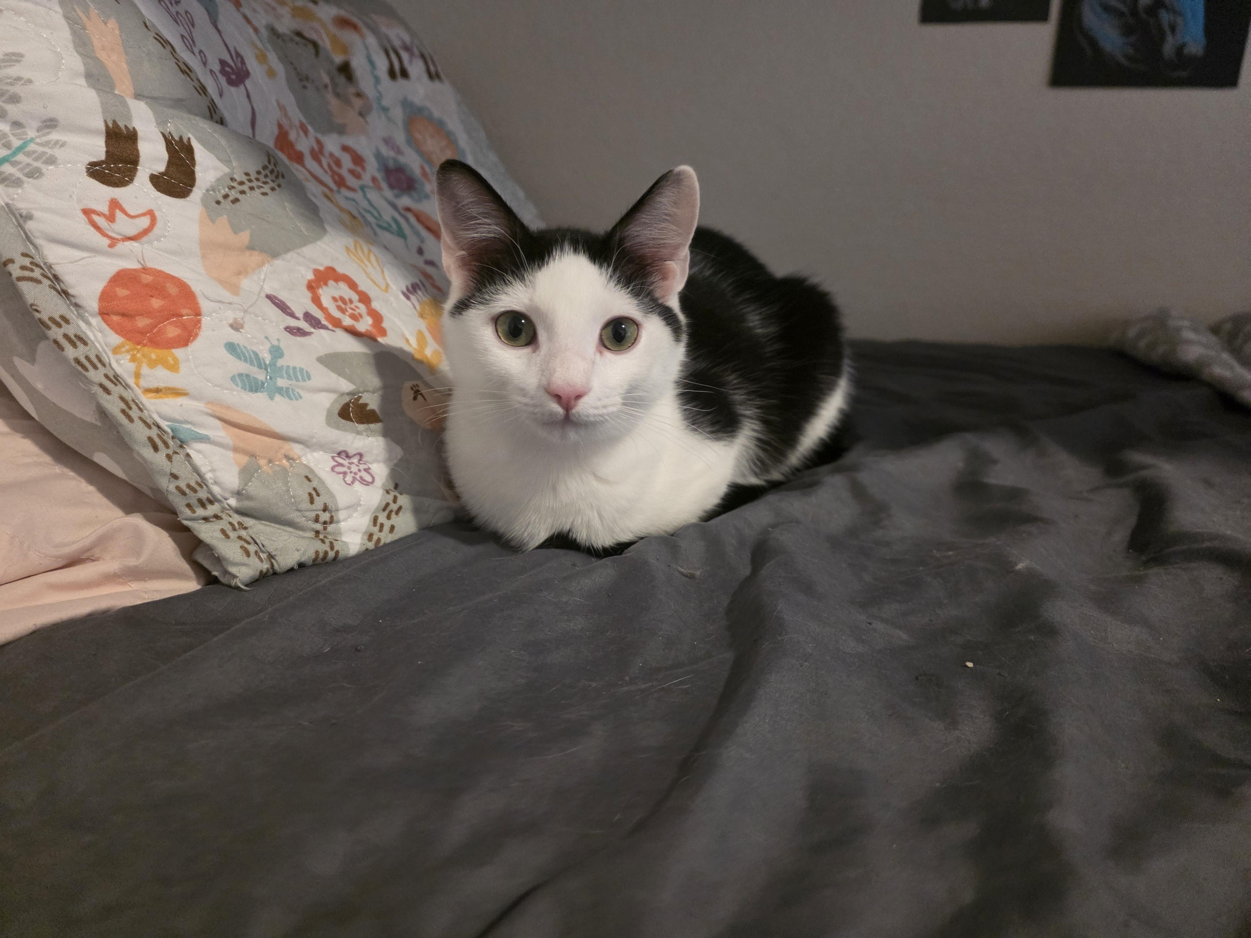 Enlarge Oreo, a Adoptable Domestic Short Hair in Springtown, TX image 2/3