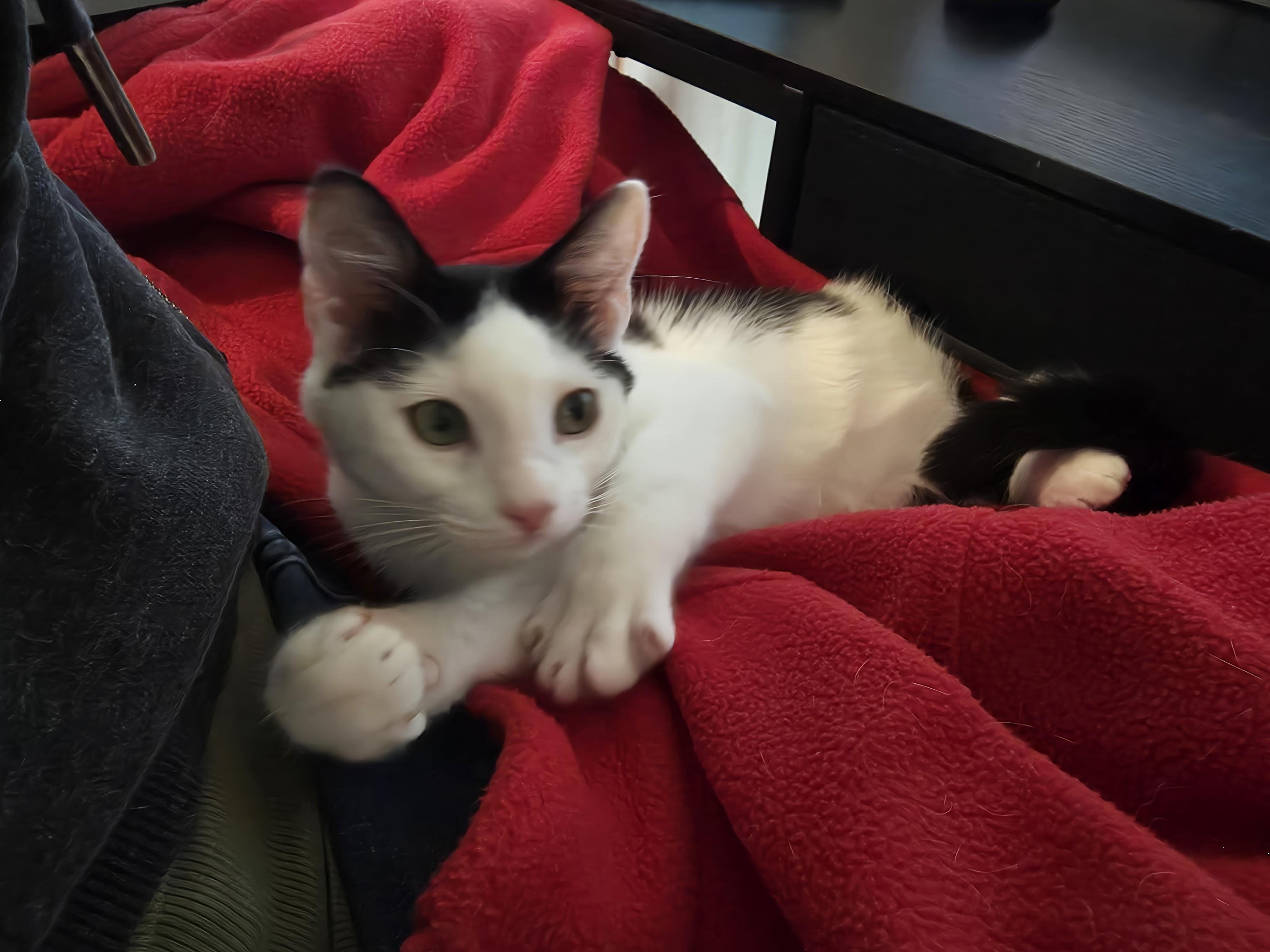 Enlarge Oreo, a Adoptable Domestic Short Hair in Springtown, TX image 3/3