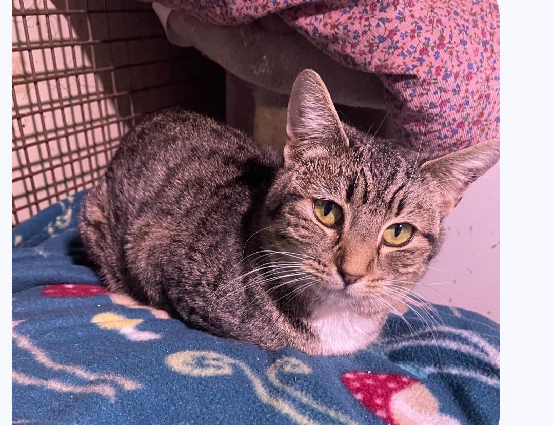 Enlarge Mama Maisie (working cat), a Adoptable Tabby in Billings, MT image 1/2