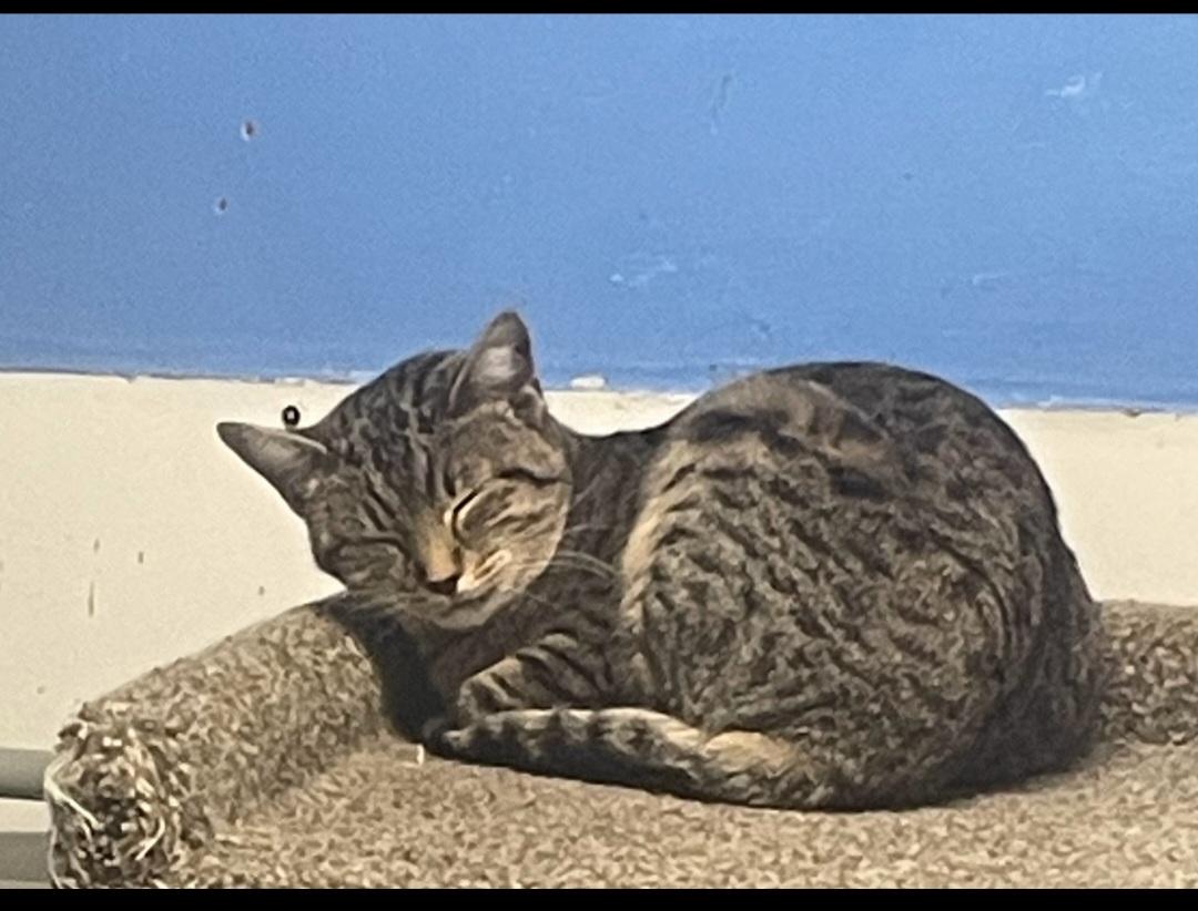 Mama Maisie (working cat), Adoptable, Adult Female Tabby.