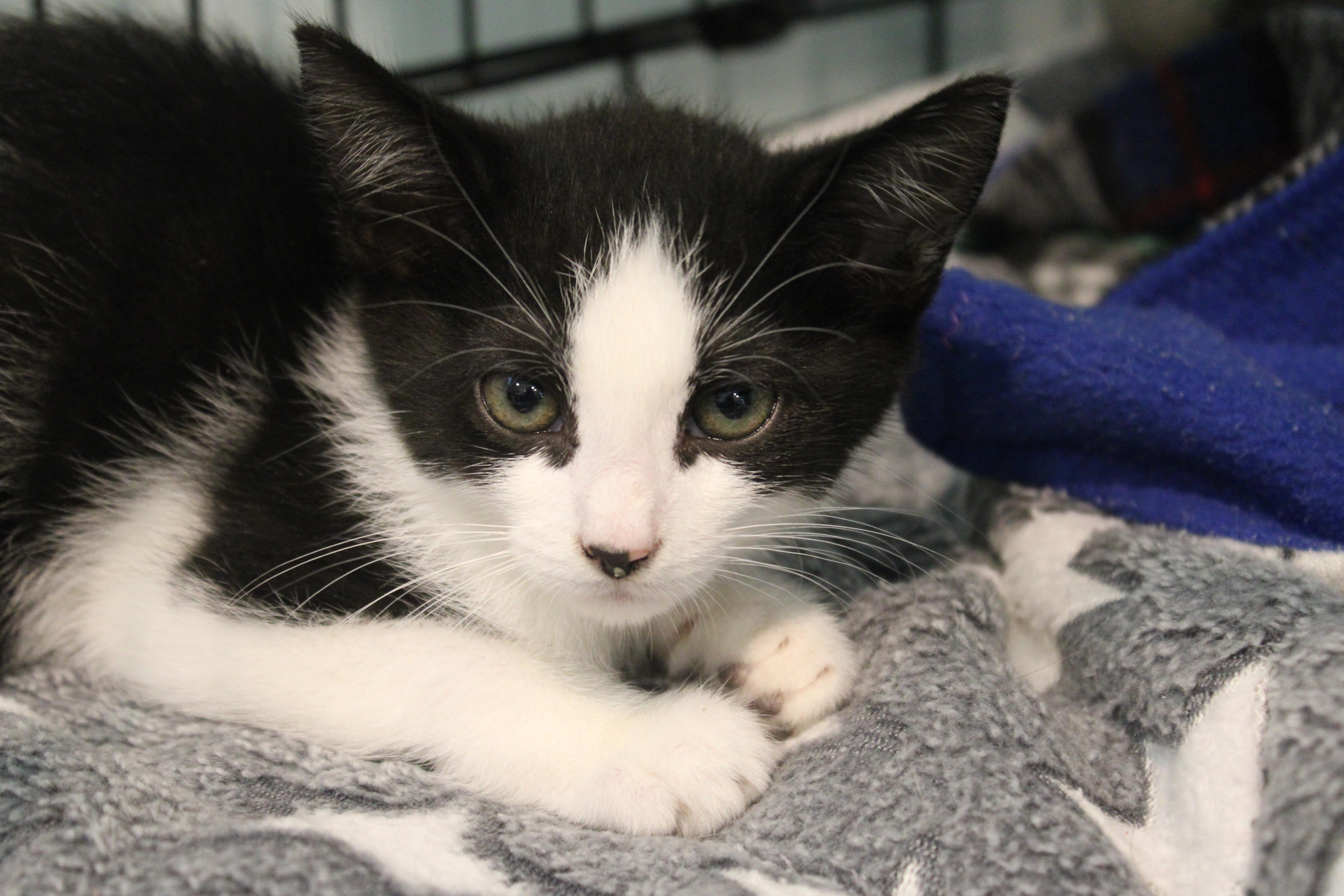 Padme, Baby Female Domestic Short Hair