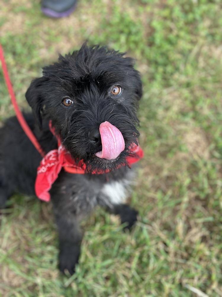 Mr. Snuffles, Adopted, Adult Male Mixed Breed.