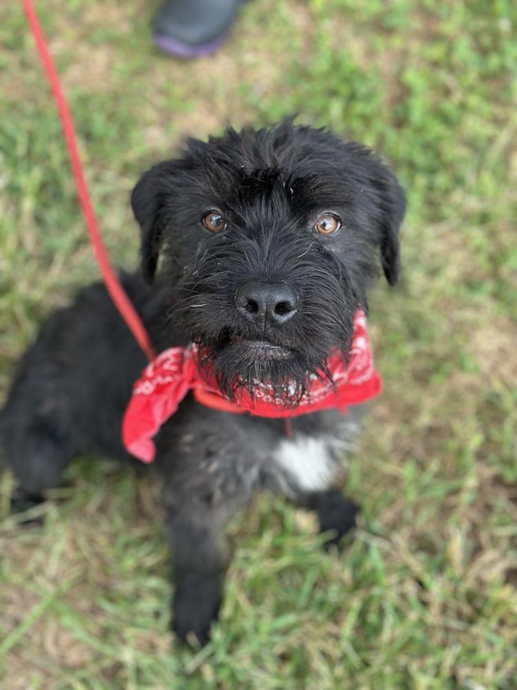 Enlarge Mr. Snuffles, a Adopted mixed breed in Dickson, TN image 2/2