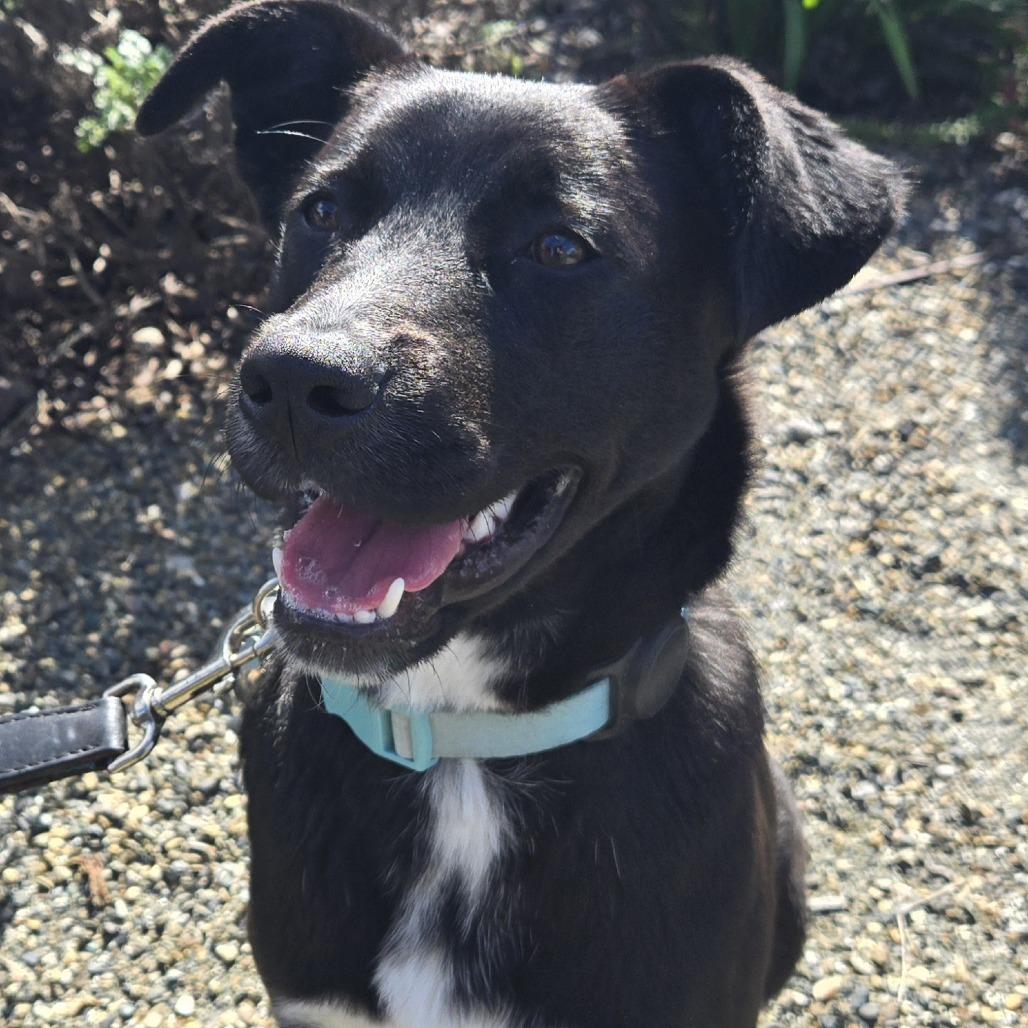 Jessica Jones, Adoptable, Puppy Female Pit Bull Terrier.