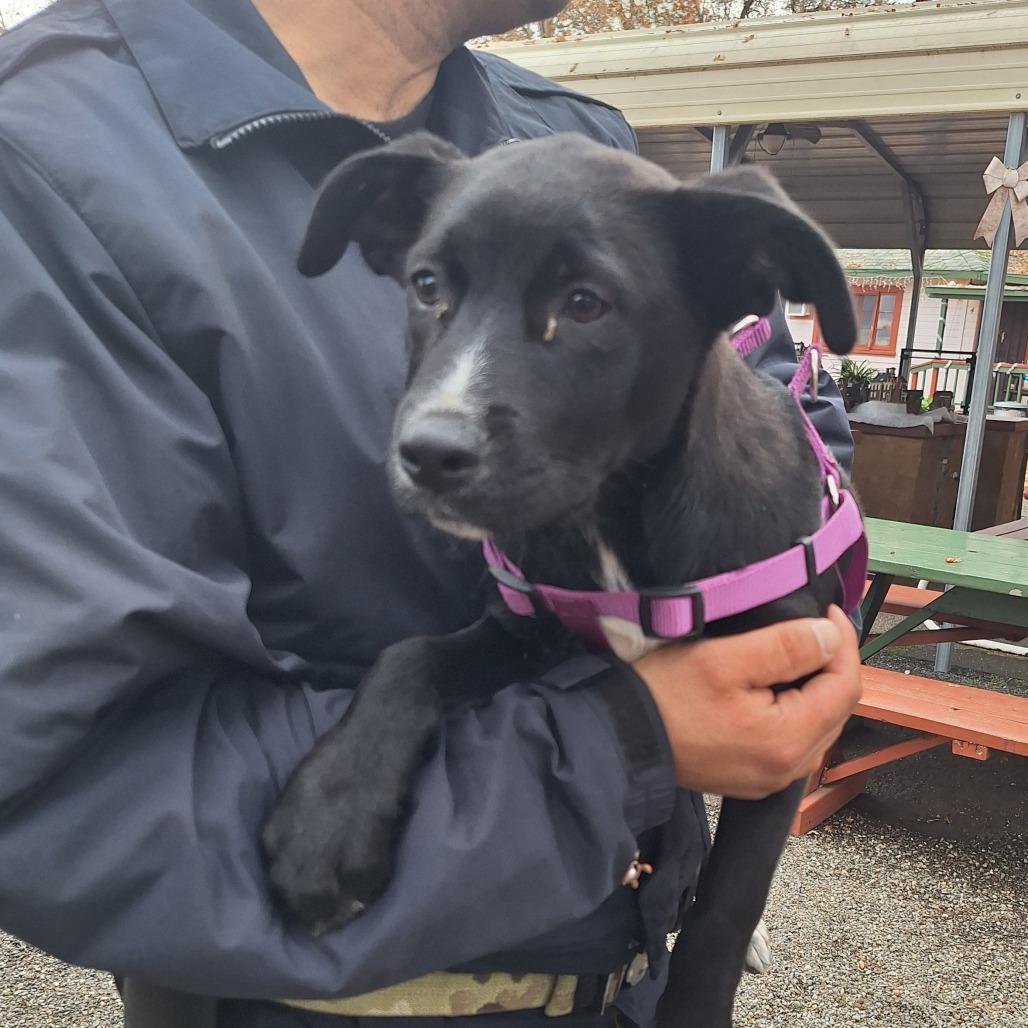 Jessica Jones, Adoptable, Puppy Female Pit Bull Terrier.