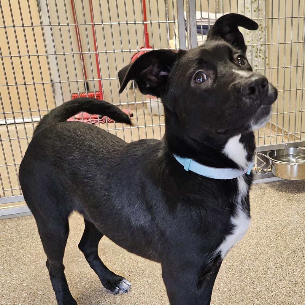 Enlarge Jessica Jones, a Adoptable Pit Bull Terrier in Sonoma, CA image 2/4