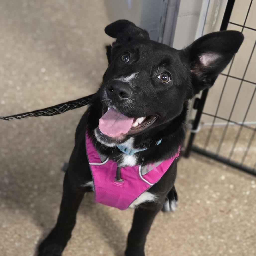 Enlarge Jessica Jones, a Adoptable Pit Bull Terrier in Sonoma, CA image 3/4