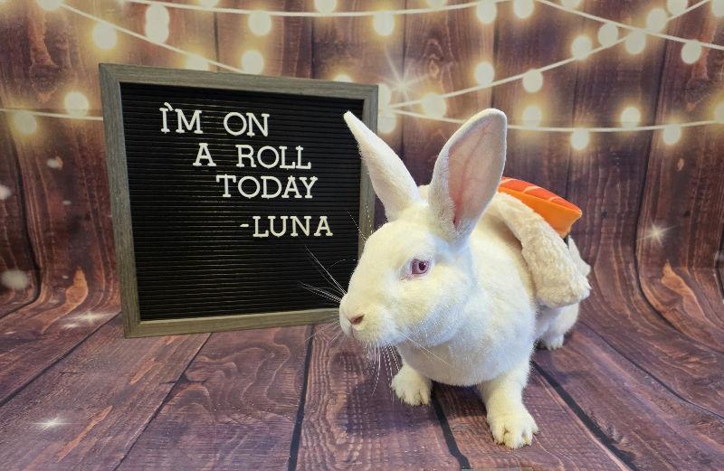 Enlarge Luna, a Adoptable New Zealand in Columbus, OH image 2/2
