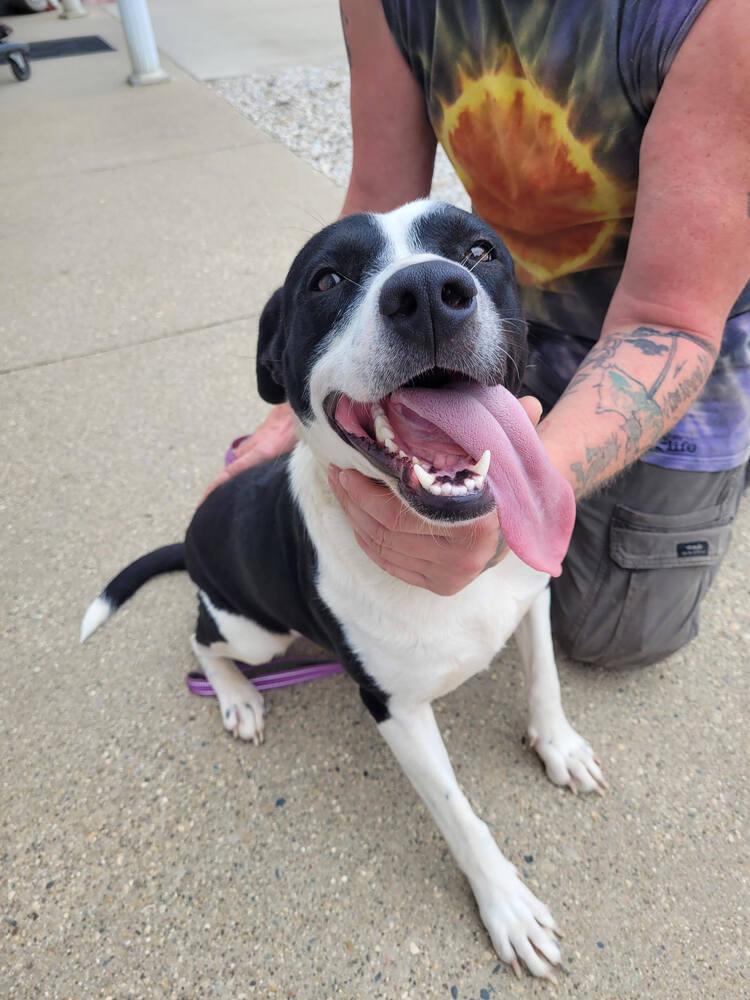 Sunshine, Adoptable, Adult Female Labrador Retriever.