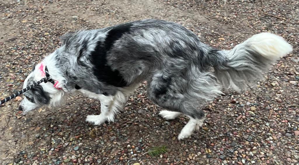 Tillie, Adoptable, Young Female Australian Shepherd.