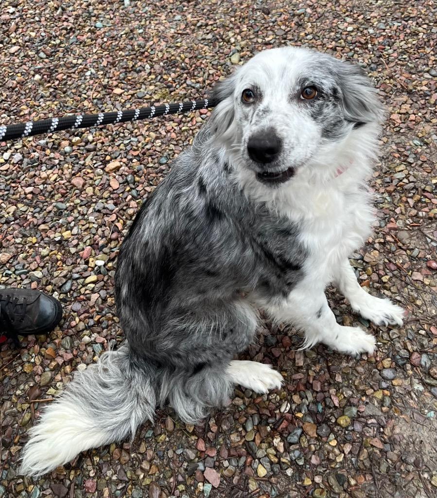 Tillie, a Adoptable Australian Shepherd in Thompson Falls, MT image 2/2
