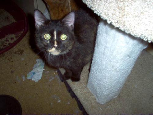 Ariel, a Adoptable Tortoiseshell in Cypress, TX image 2/2