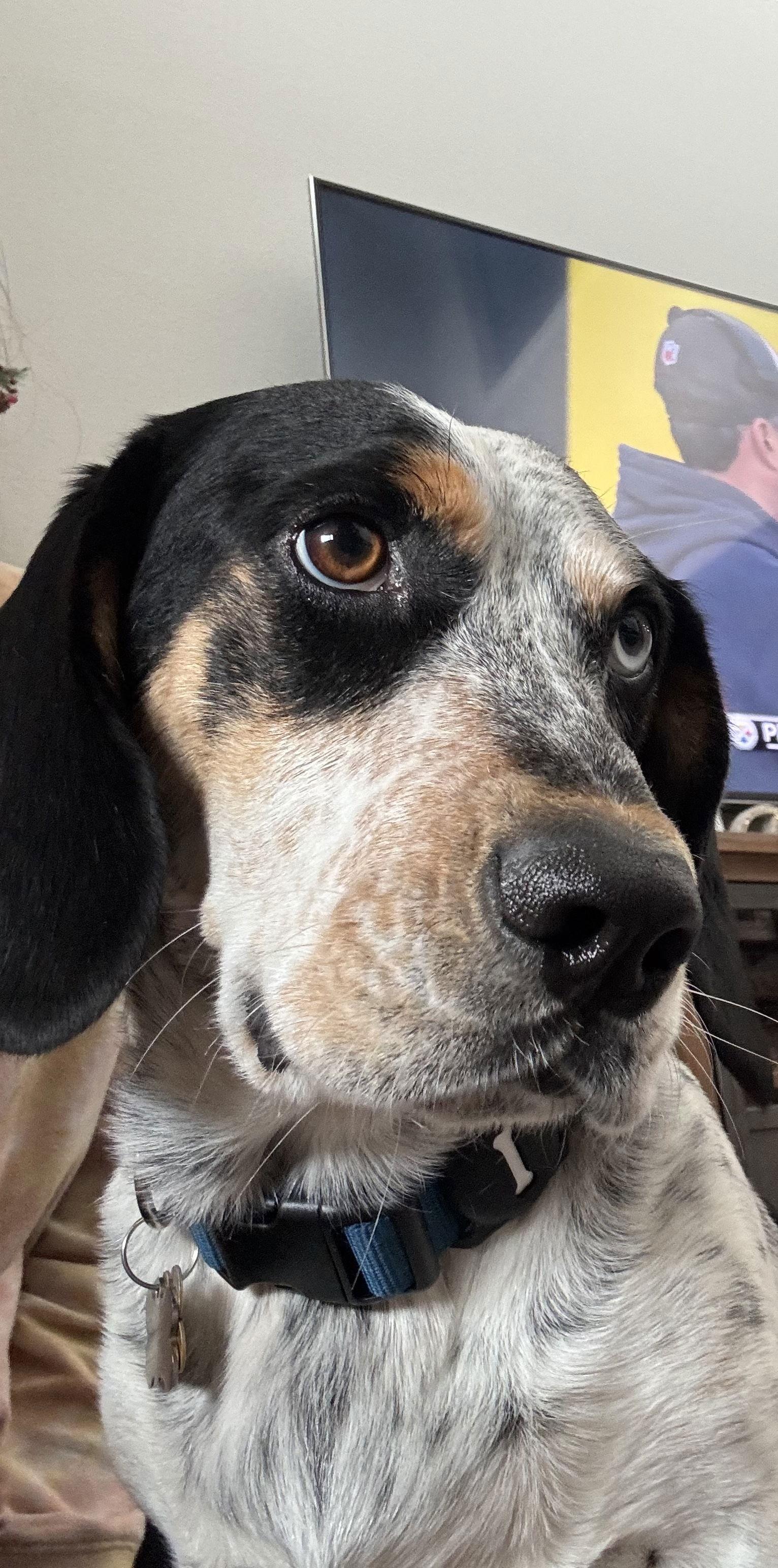 Maximilian, Adopted, Adult Male Basset Hound & Beagle.