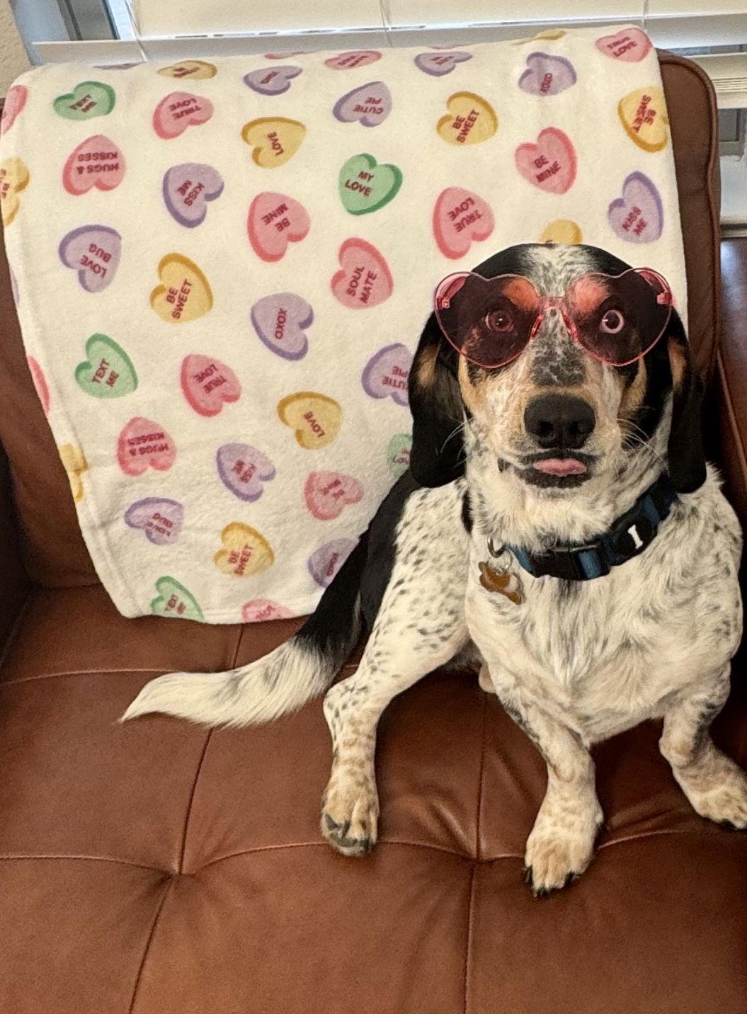 Enlarge Maximilian, a Adopted mixed breed in Carrollton, TX image 2/3