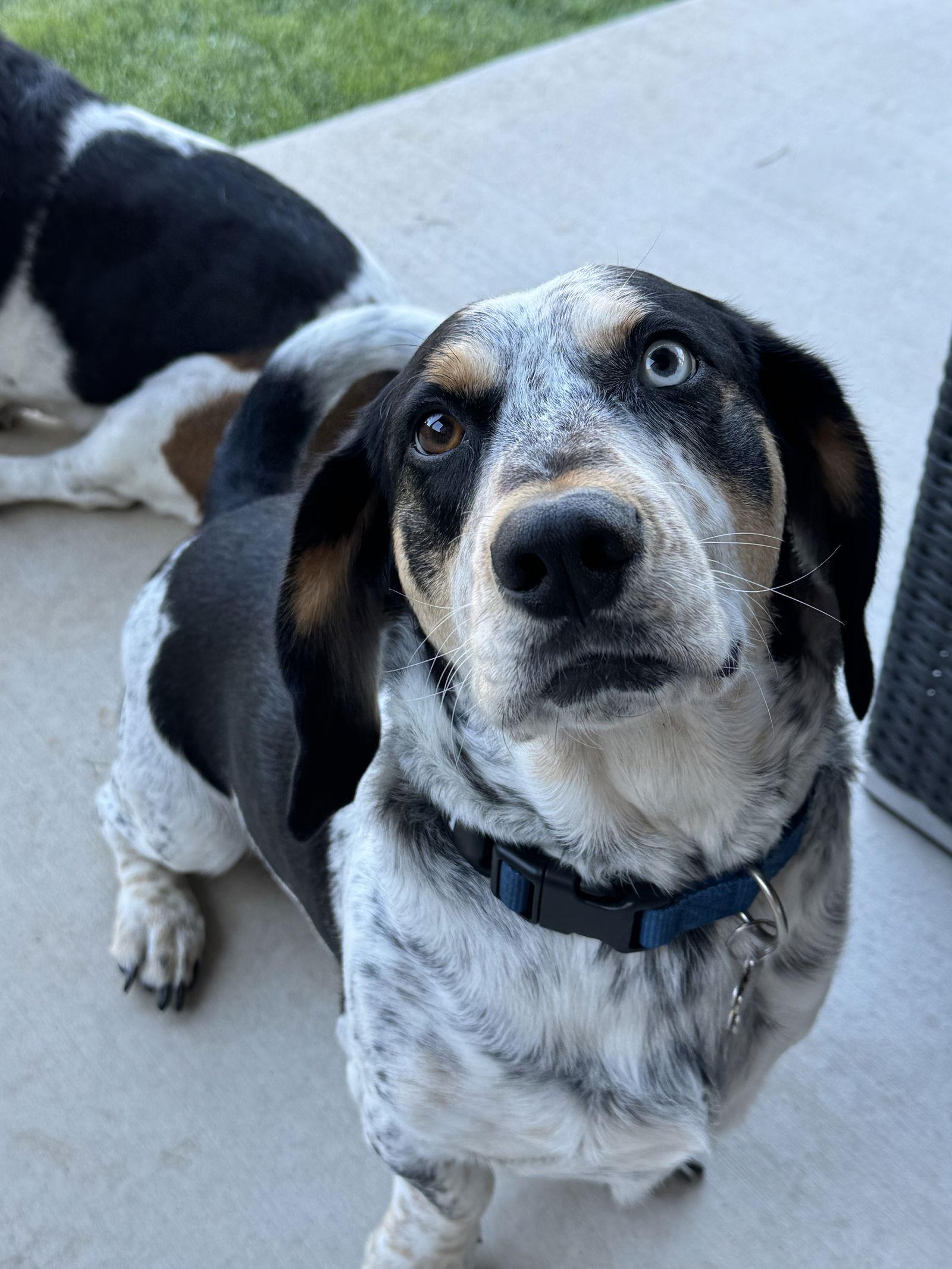 Enlarge Maximilian, a Adopted mixed breed in Carrollton, TX image 3/3