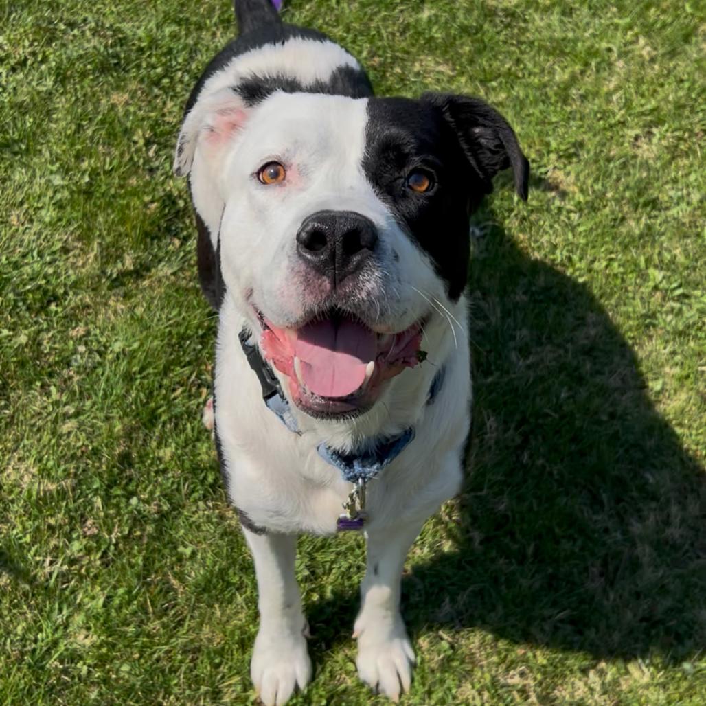 Enlarge Bobby, a Adoptable mixed breed in Novelty, OH image 1/6