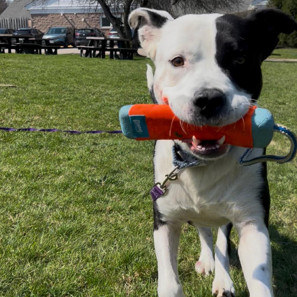 Enlarge Bobby, a Adoptable mixed breed in Novelty, OH image 2/6