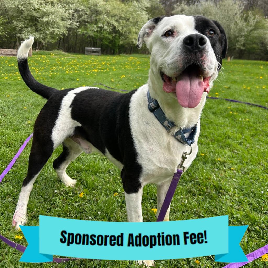 Enlarge Bobby, a Adoptable mixed breed in Novelty, OH image 3/6