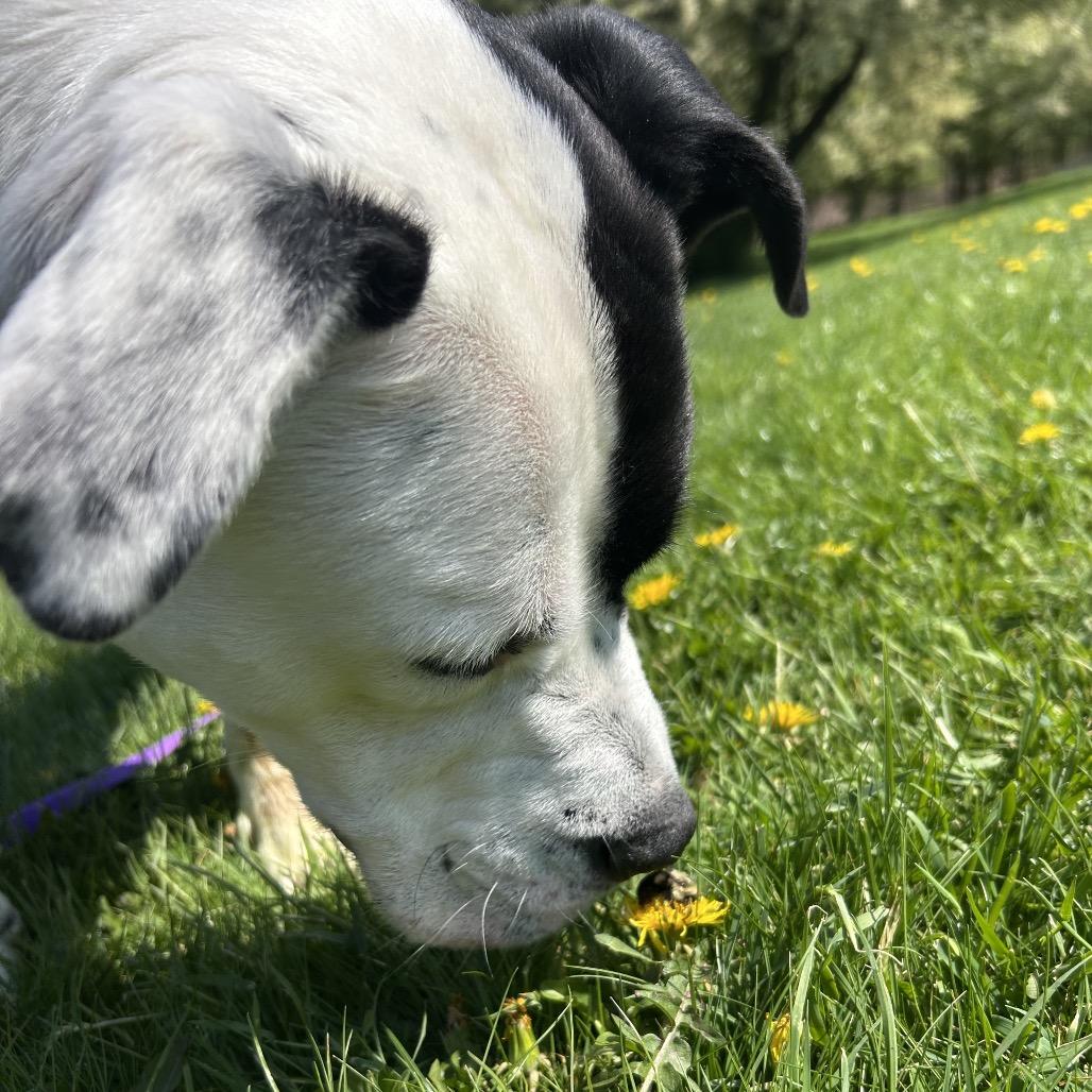 Enlarge Bobby, a Adoptable mixed breed in Novelty, OH image 4/6