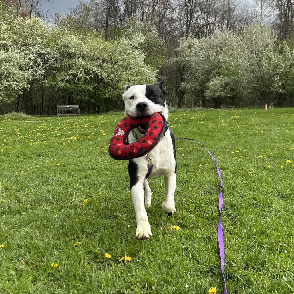 Enlarge Bobby, a Adoptable mixed breed in Novelty, OH image 5/6