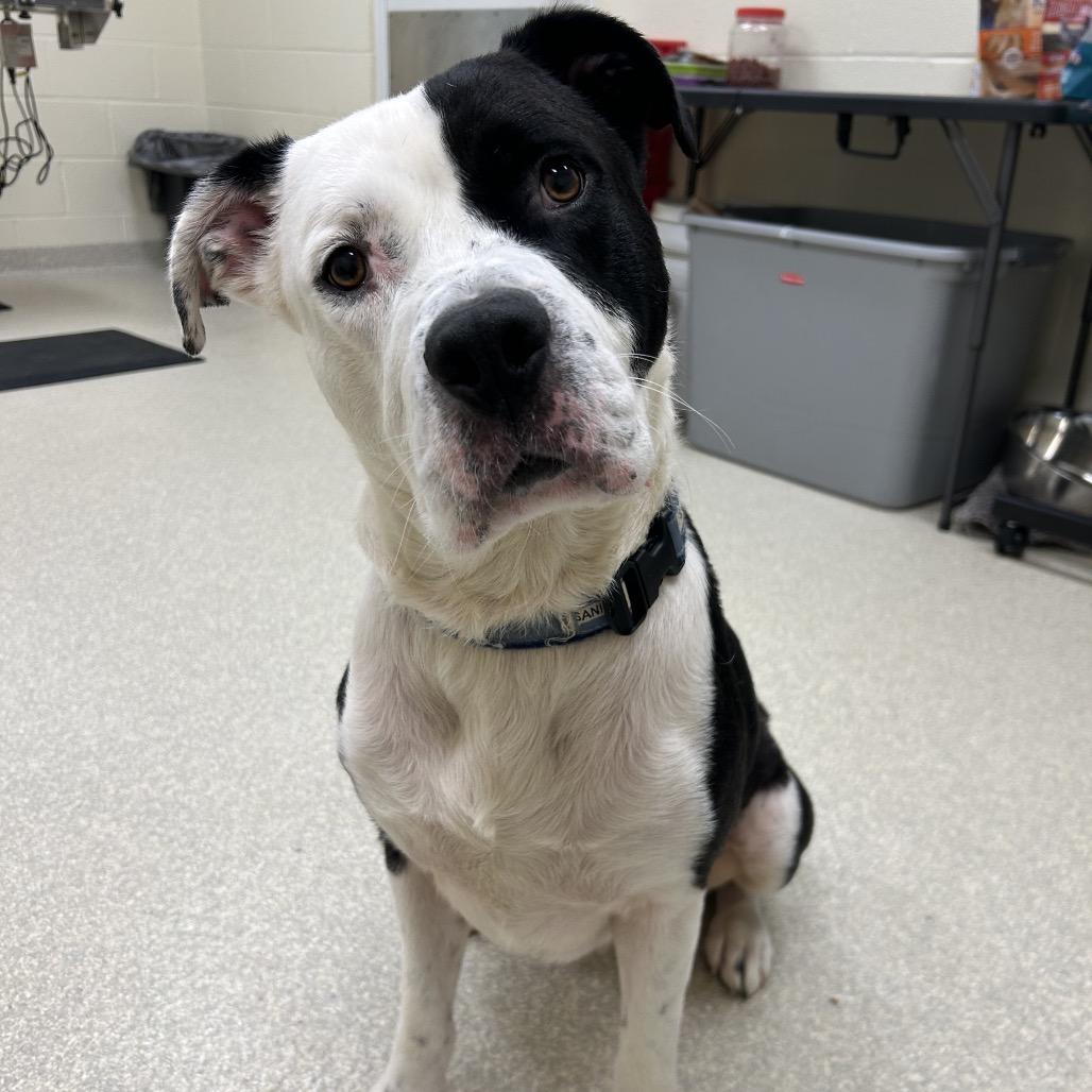 Enlarge Bobby, a Adoptable mixed breed in Novelty, OH image 6/6