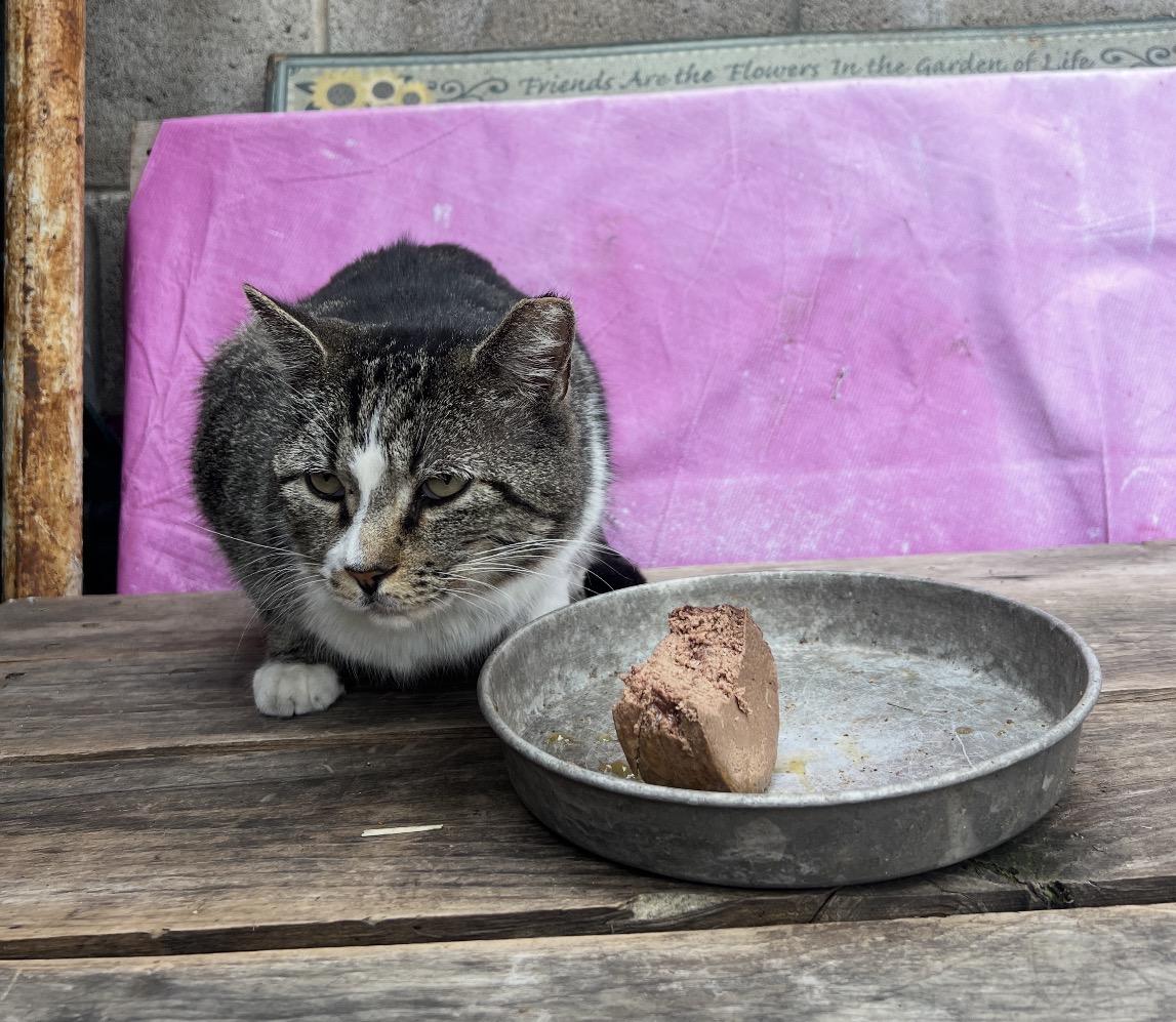 Enlarge Tom, a ADOPTABLE Tabby in Huntington Beach, CA image 1/1