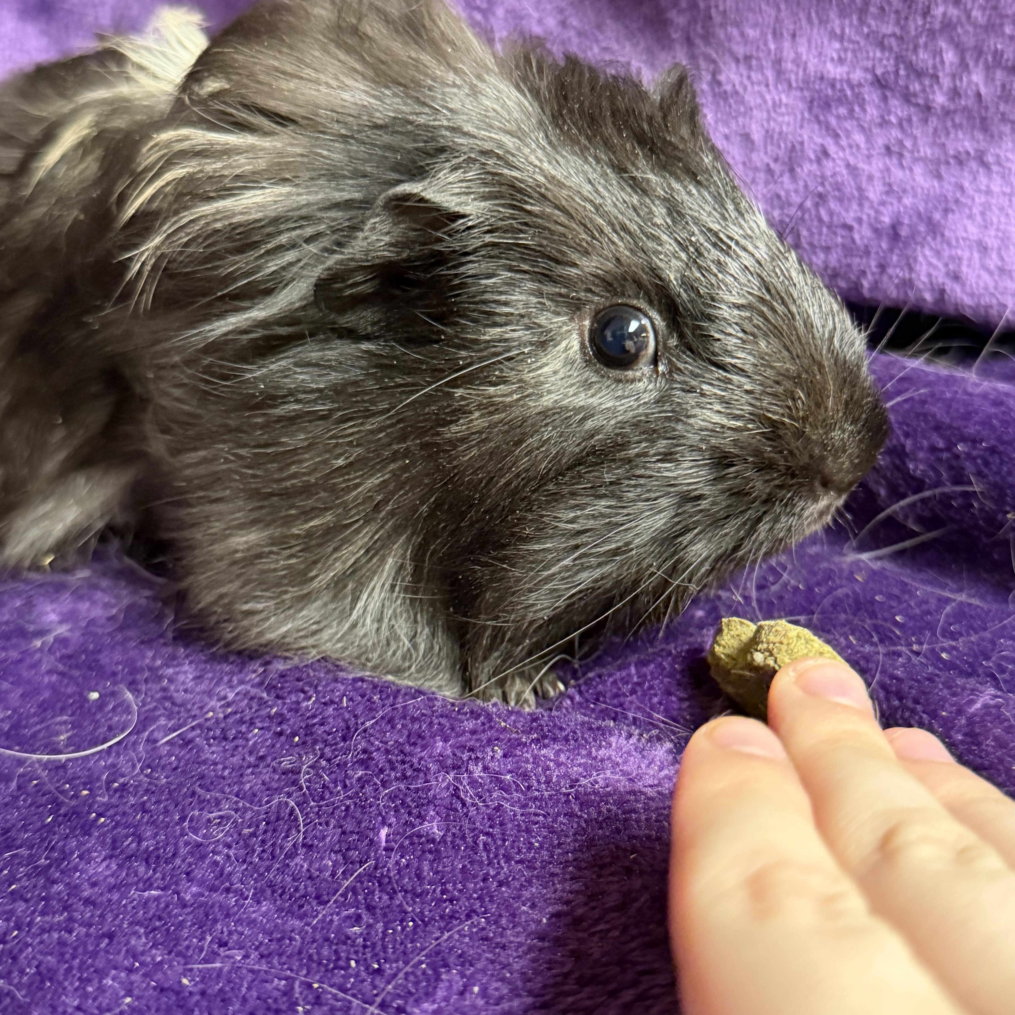 Enlarge Hutch: video!!, a ADOPTABLE mixed breed in Edinburg, PA image 4/6