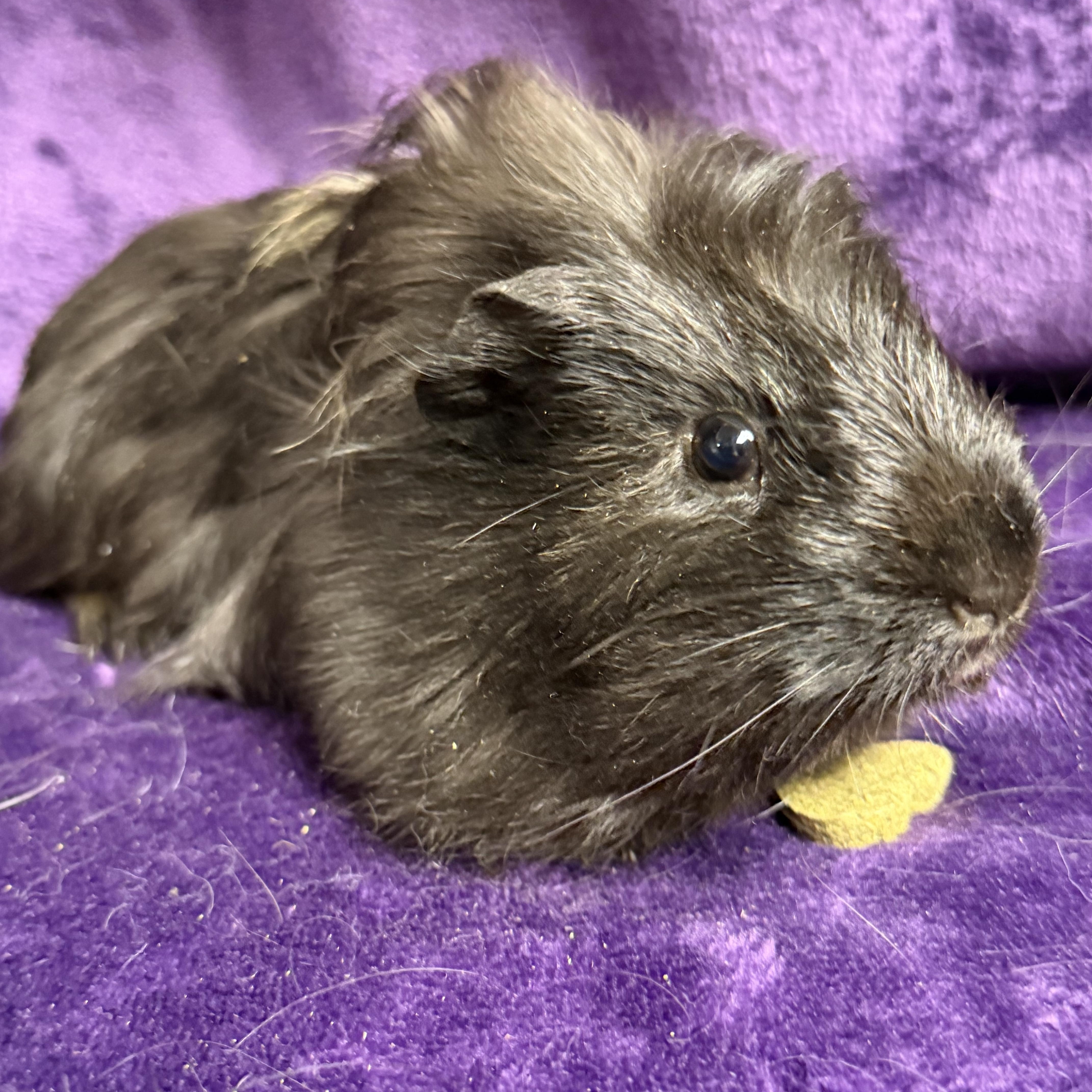 Enlarge Hutch: video!!, a ADOPTABLE mixed breed in Edinburg, PA image 6/6