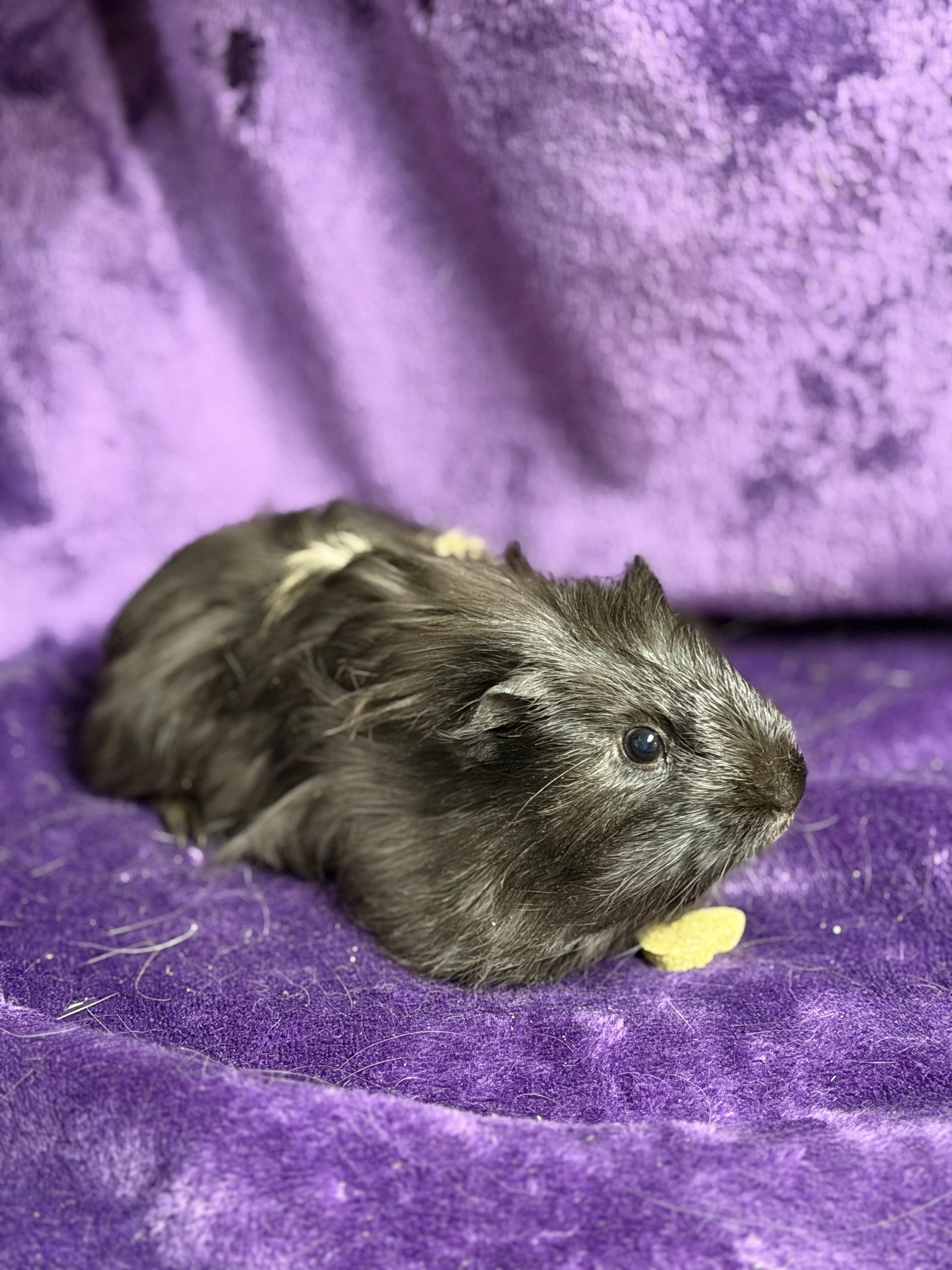 Enlarge Hutch: video!!, a ADOPTABLE mixed breed in Edinburg, PA image 2/6