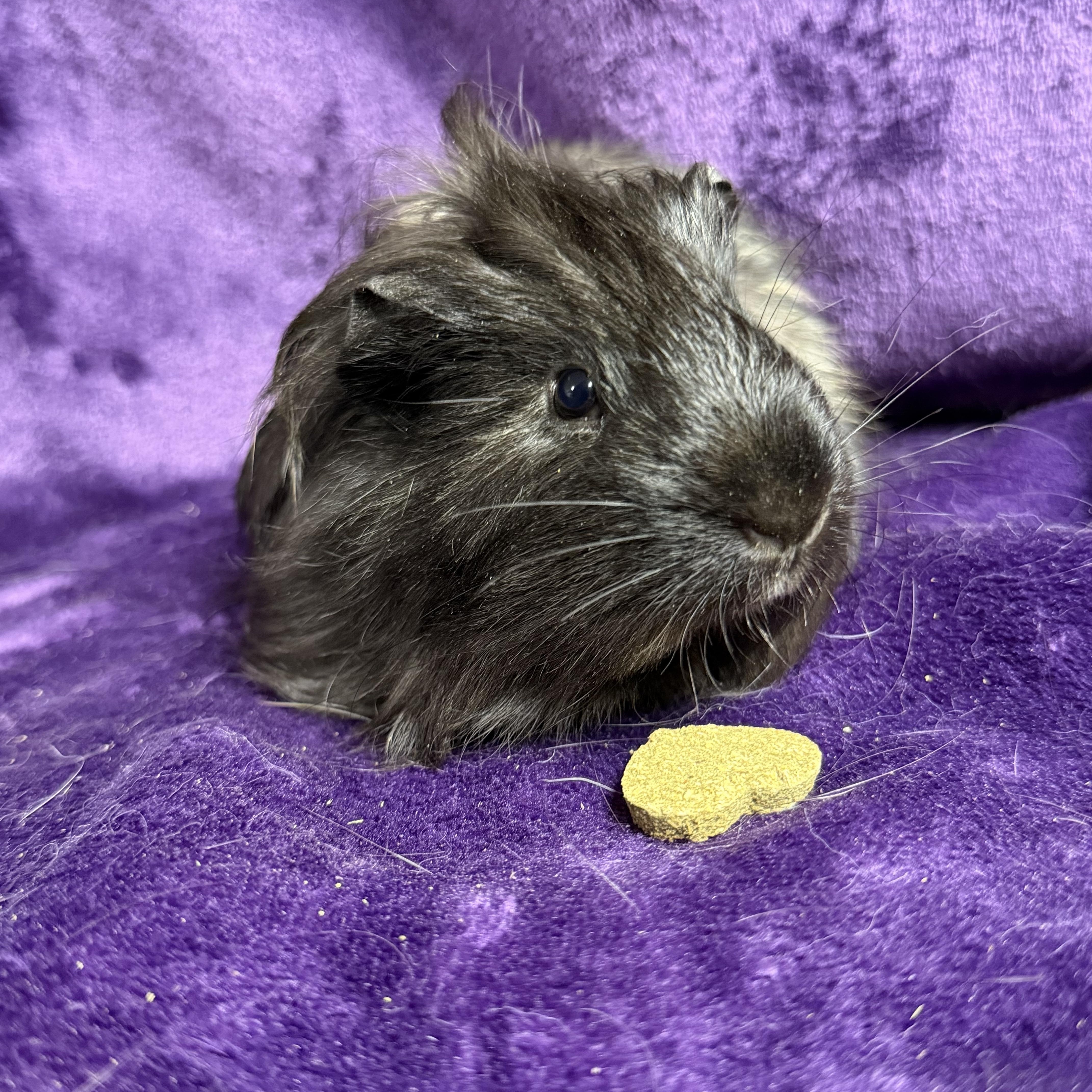 Enlarge Hutch: video!!, a ADOPTABLE mixed breed in Edinburg, PA image 1/6