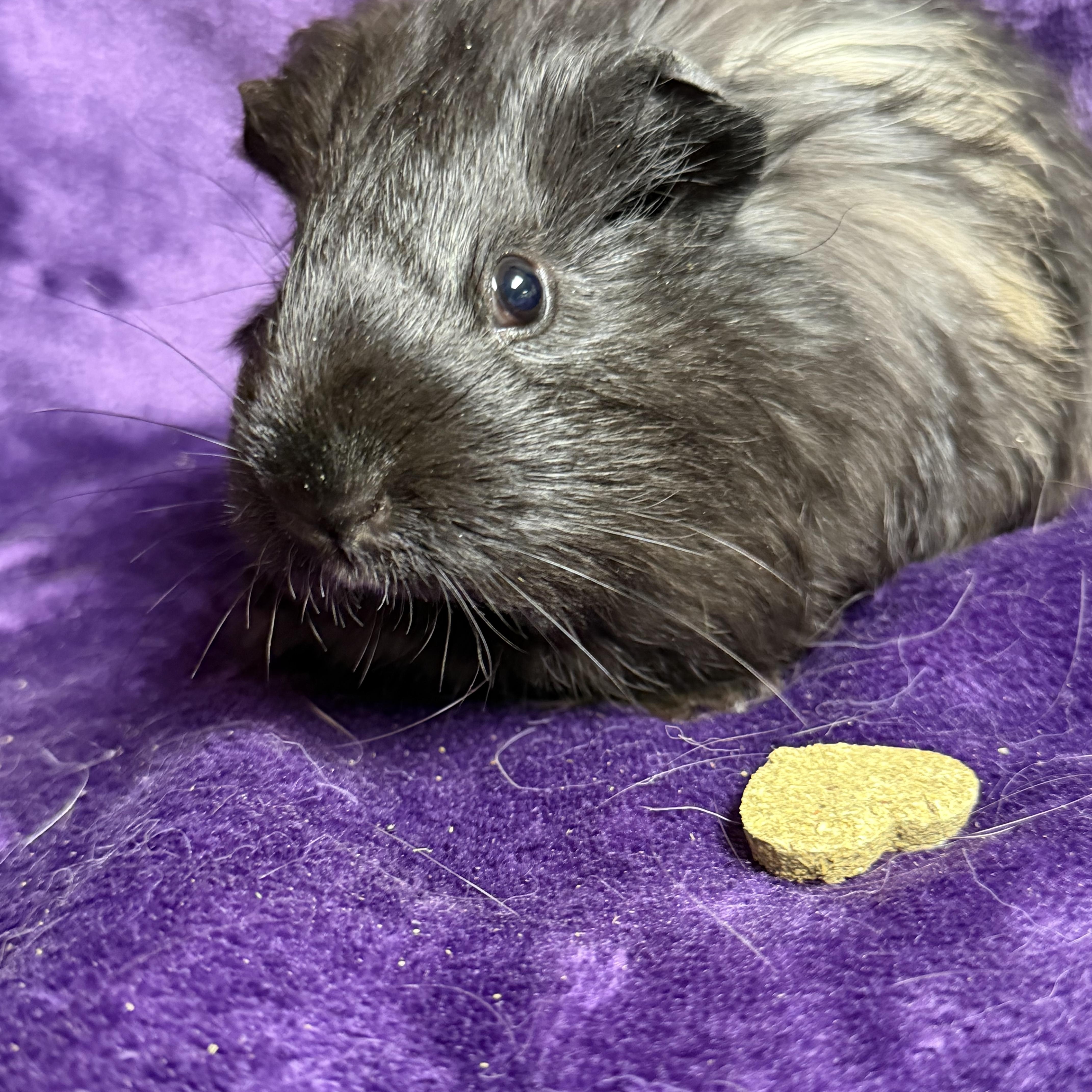 Enlarge Hutch: video!!, a ADOPTABLE mixed breed in Edinburg, PA image 5/6