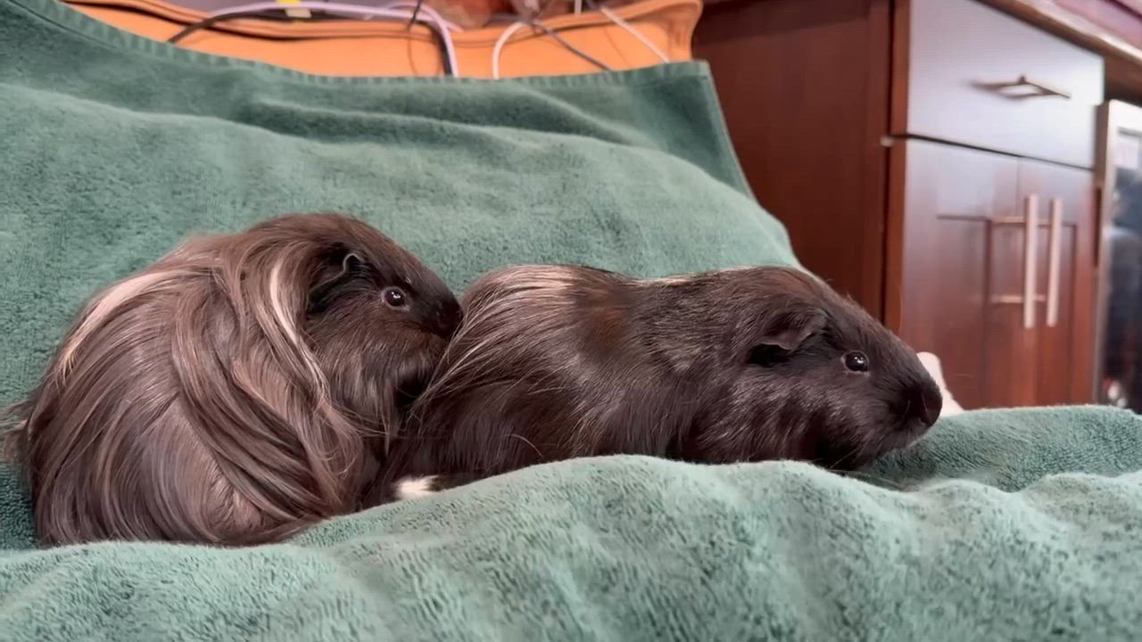 Enlarge Hutch: video!!, a ADOPTABLE mixed breed in Edinburg, PA video 6/6