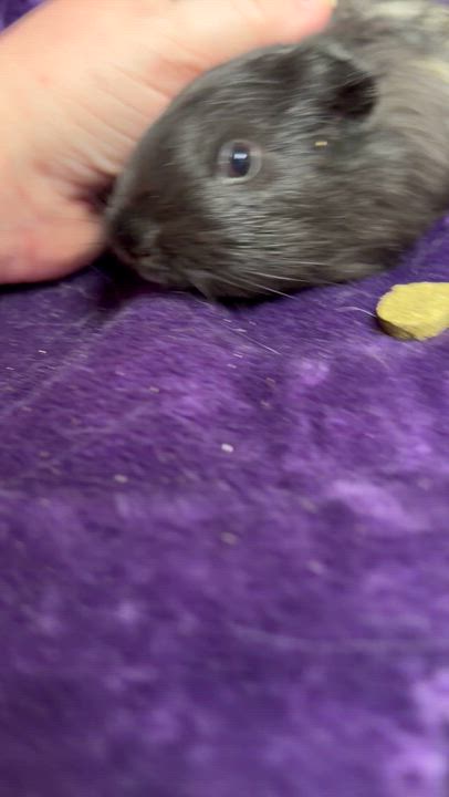 Enlarge Hutch: video!!, a ADOPTABLE mixed breed in Edinburg, PA video 3/6