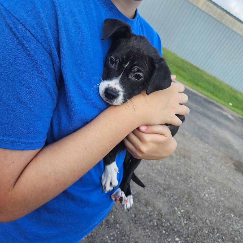 Vici, a Adoptable mixed breed in Tomah, WI image 1/6