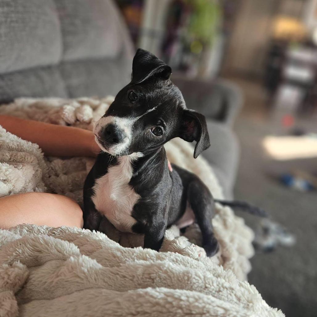 Vici, a Adoptable mixed breed in Tomah, WI image 2/6