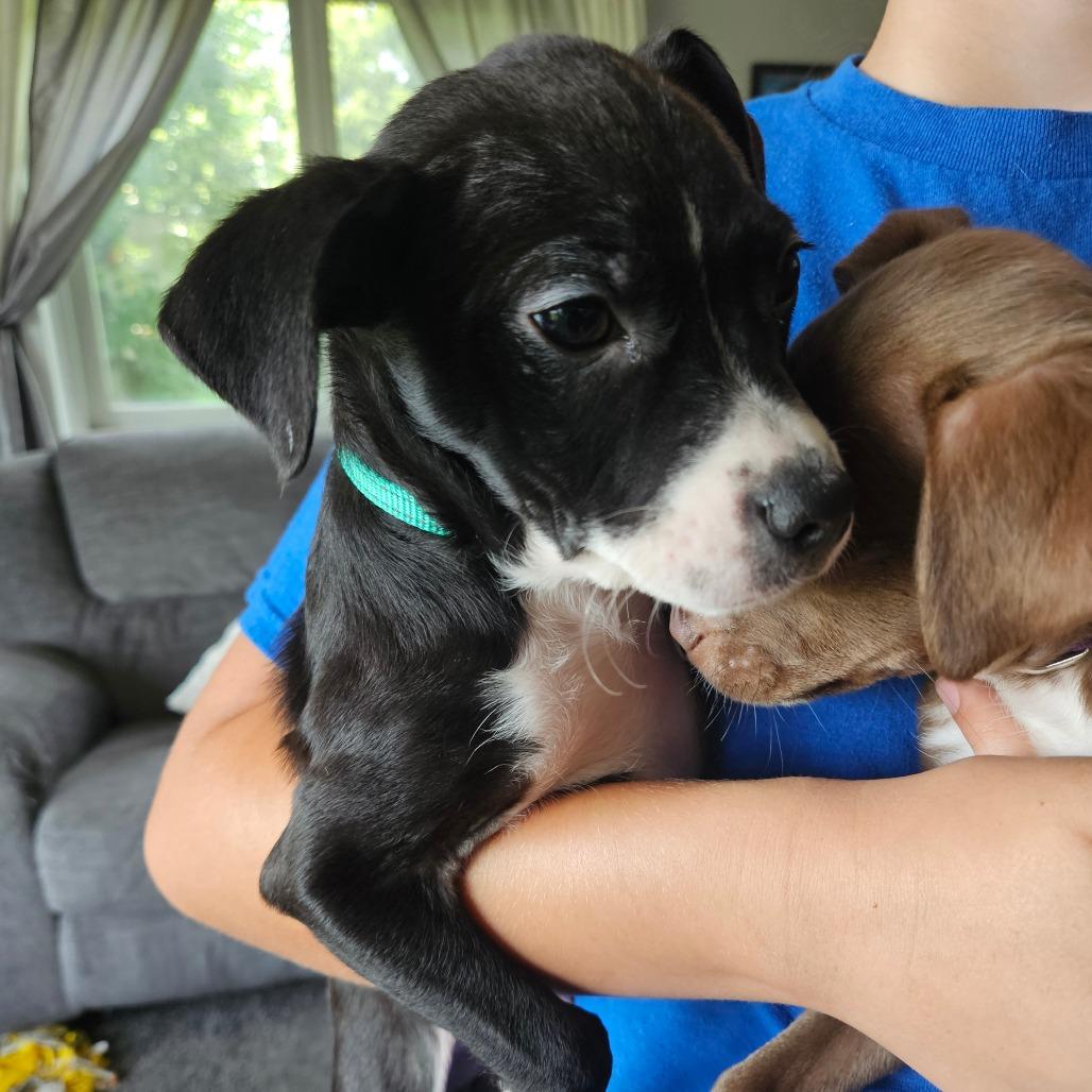 Vici, a Adoptable mixed breed in Tomah, WI image 3/6