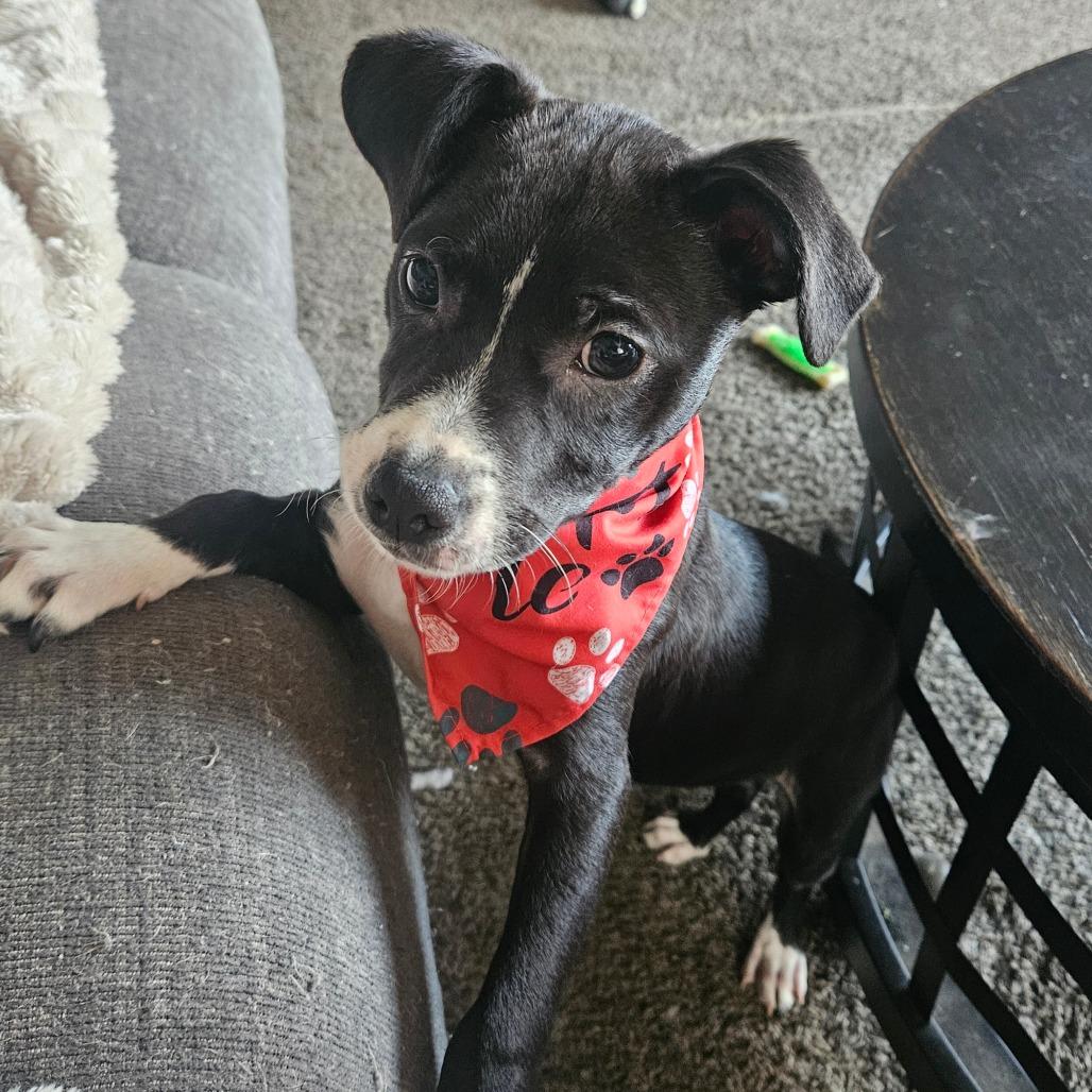 Enlarge Vici, a Adoptable mixed breed in Tomah, WI image 3/6
