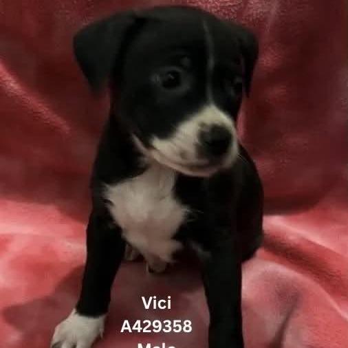 Vici, a Adoptable mixed breed in Tomah, WI image 4/6