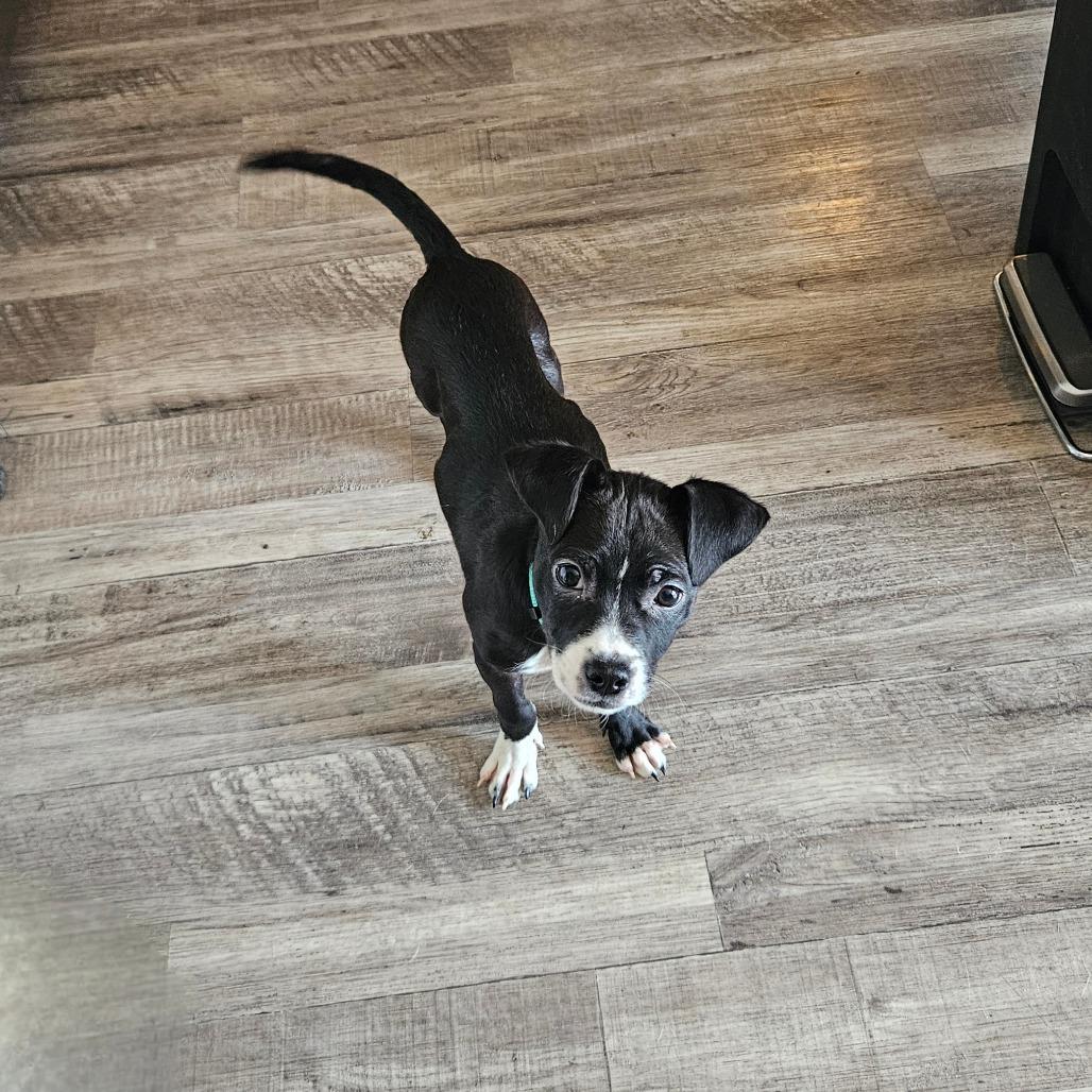 Vici, a Adoptable mixed breed in Tomah, WI image 5/6