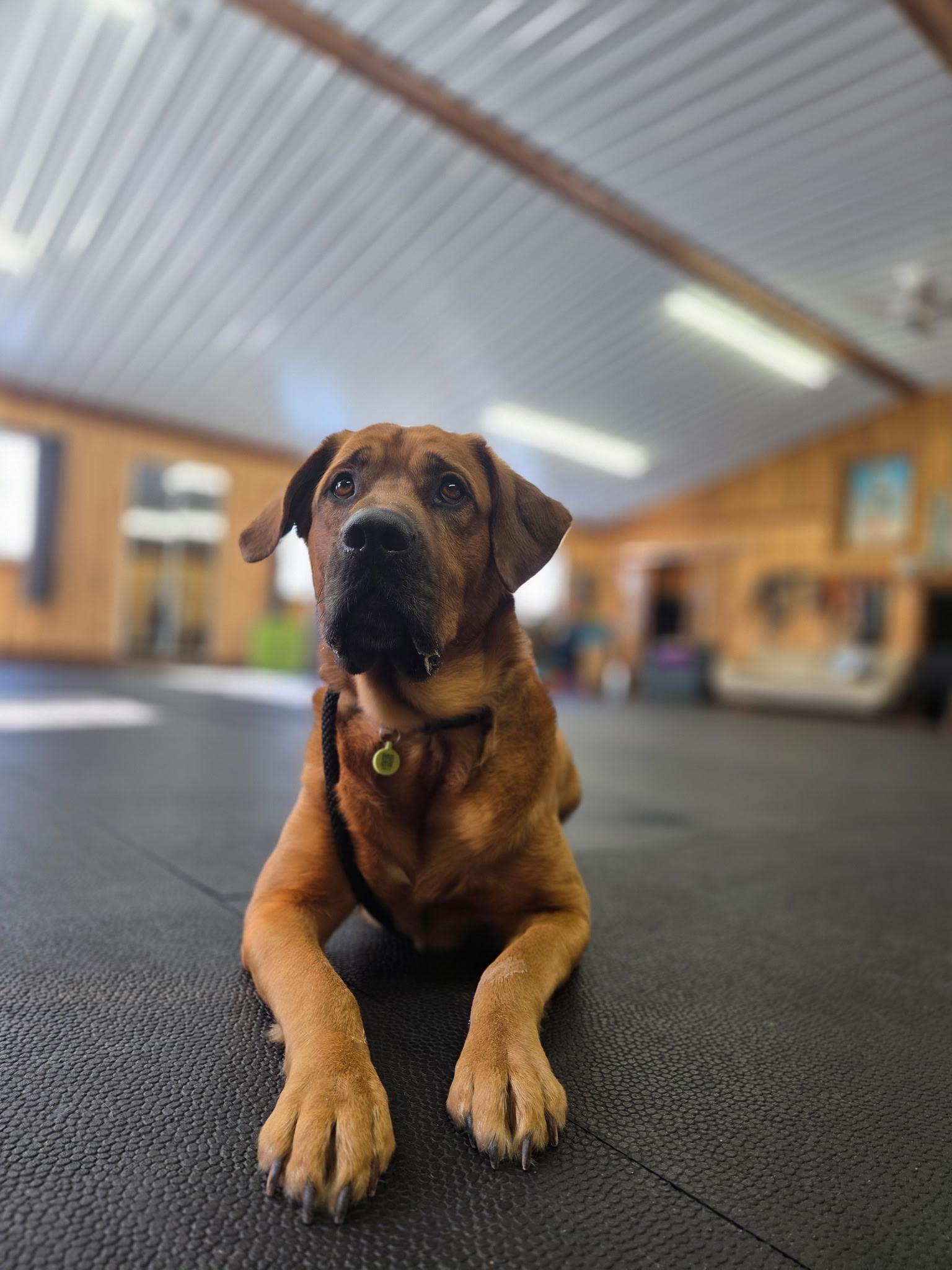 Enlarge Woody, a ADOPTABLE mixed breed in St-Valerien, QC image 2/3