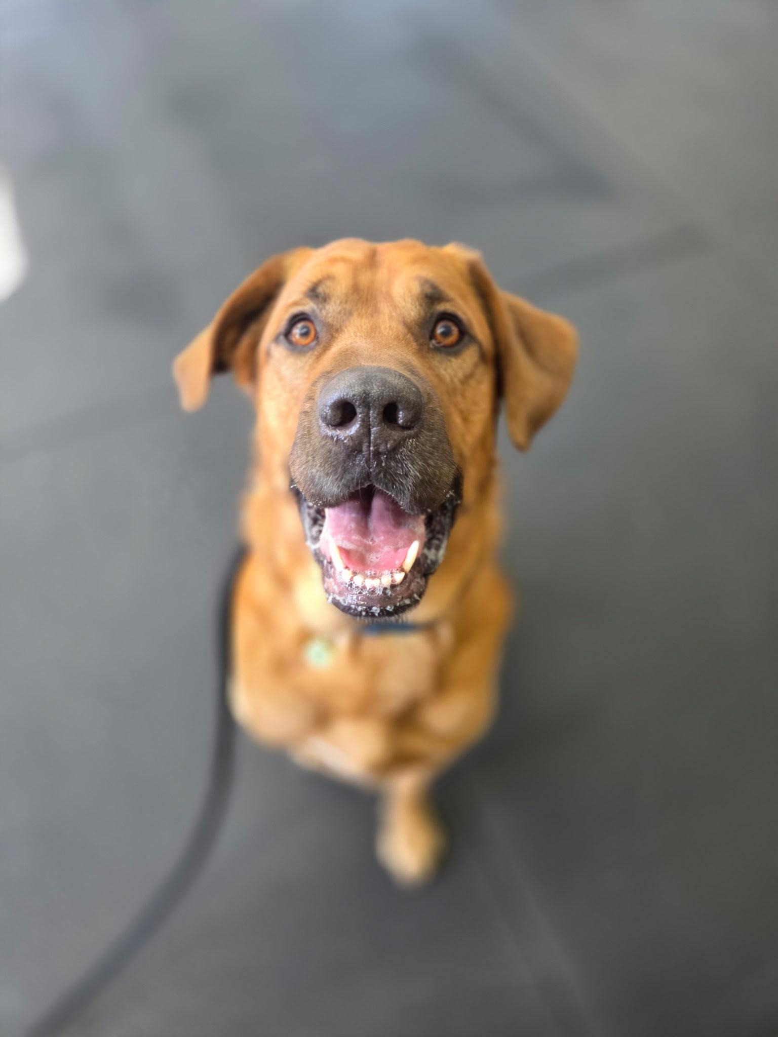 Woody, ADOPTABLE, Adult Male Labrador Retriever.