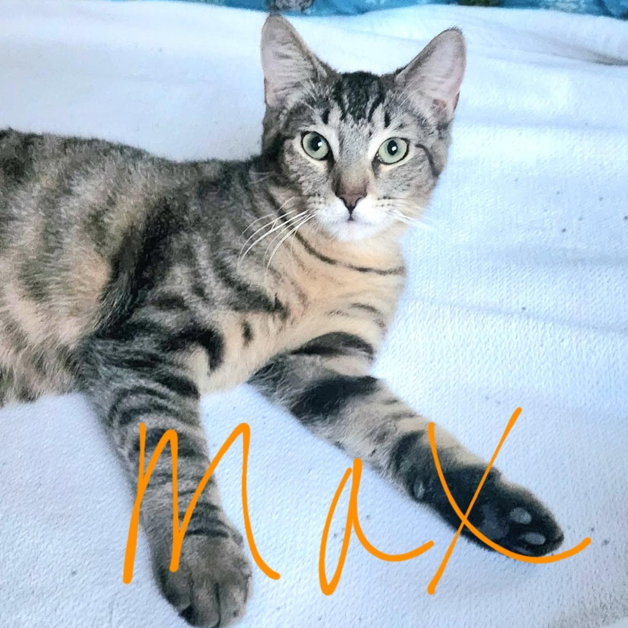 Max and Koko (BONDED/MUST be adopted together)
