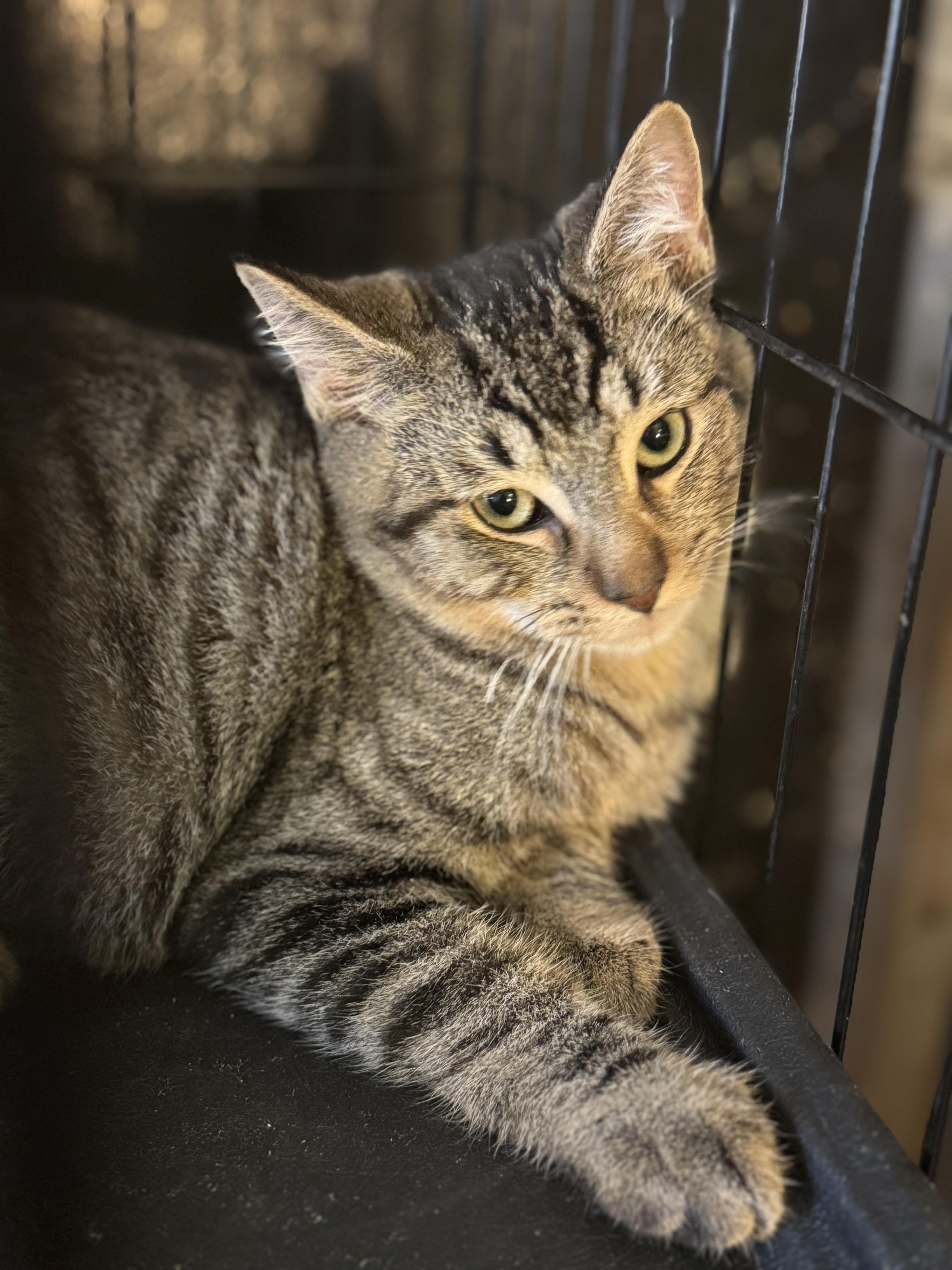 Max and Koko (BONDED/MUST be adopted together)