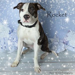 Rocket, a Adoptable mixed breed in Ruidoso, NM image 1/3