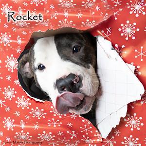 Rocket, a Adoptable mixed breed in Ruidoso, NM image 2/3