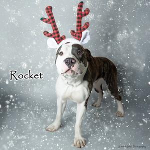 Rocket, a Adoptable mixed breed in Ruidoso, NM image 3/3