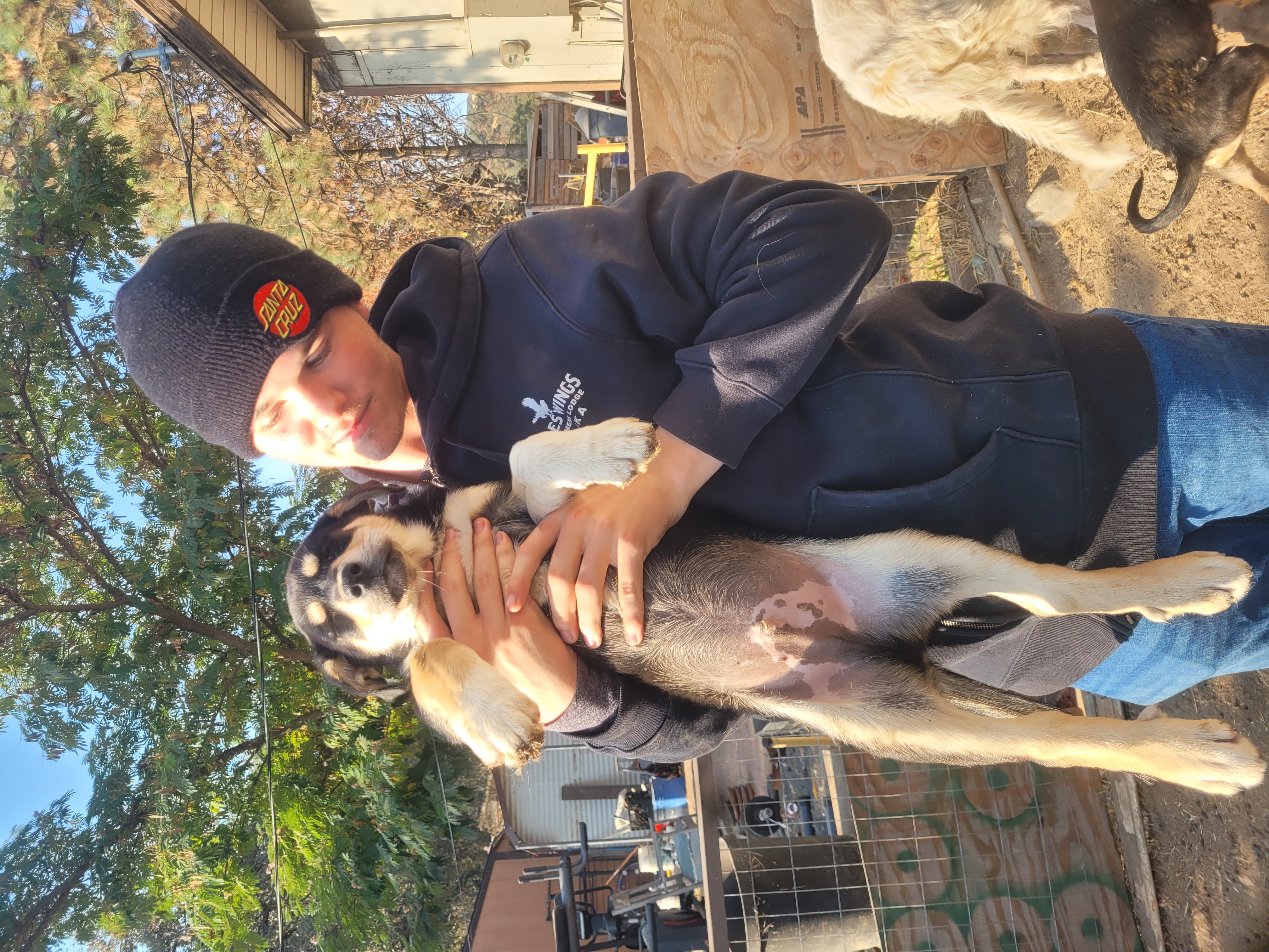 Gunny, a Adoptable Mixed Breed in California Hot Springs, CA image 2/3